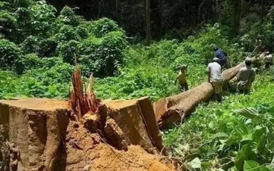 缅甸花梨（大果紫檀）逐渐成为红木家具的“主力军”。。。。。。